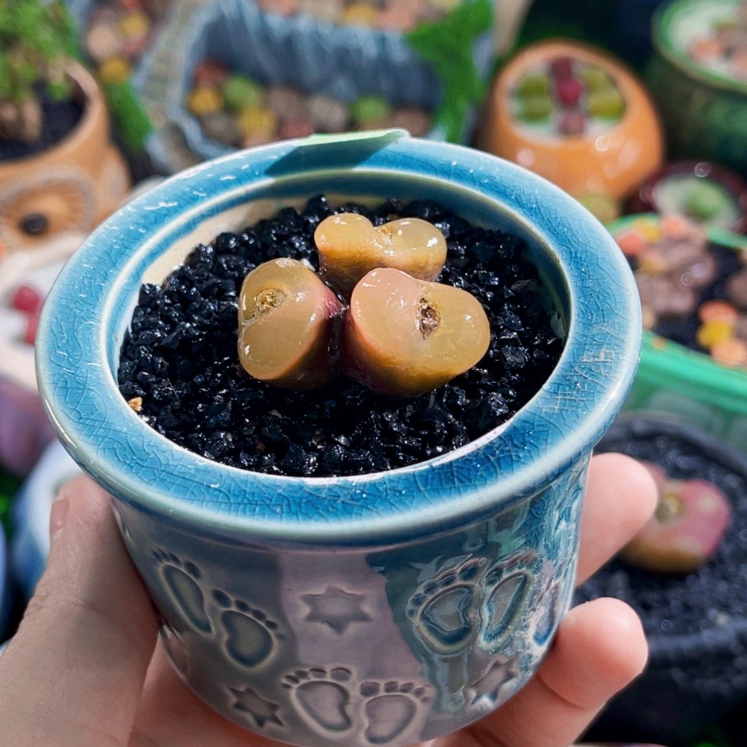 029毛汉尼1.9cm连盆带土全场包邮