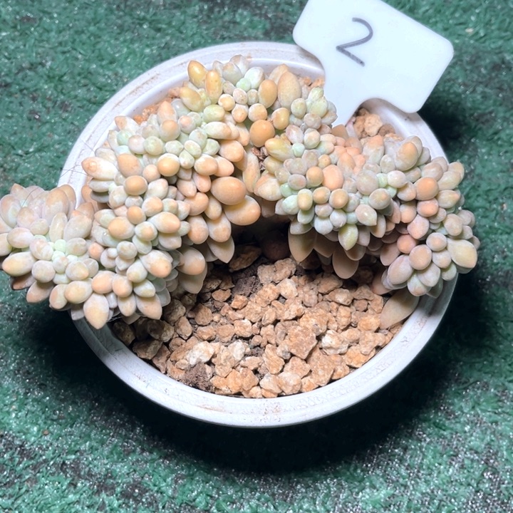 汤圆缀化2号码牌子的话题