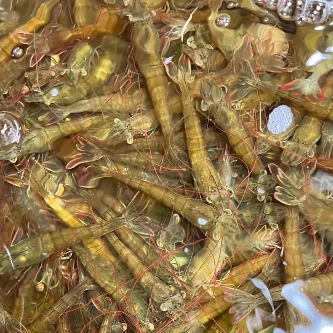 福利款活虾 1斤装 白灼、油焖、椒盐