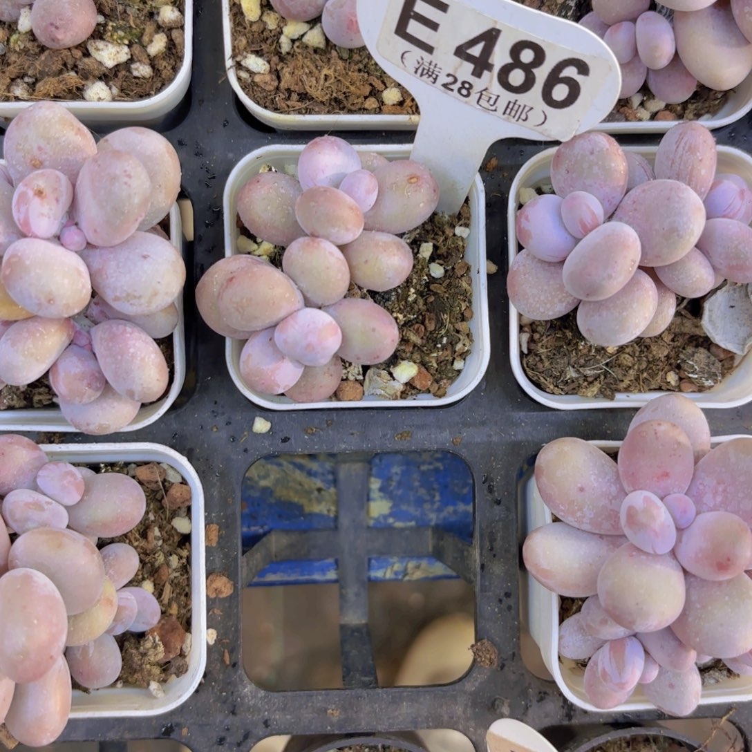 南***木E486奶酪一物语拍