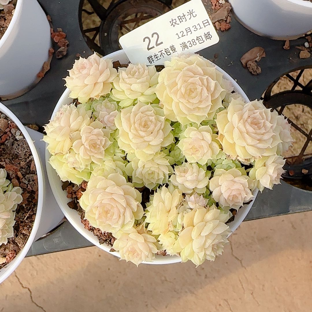 1231-22（ht-16）优选