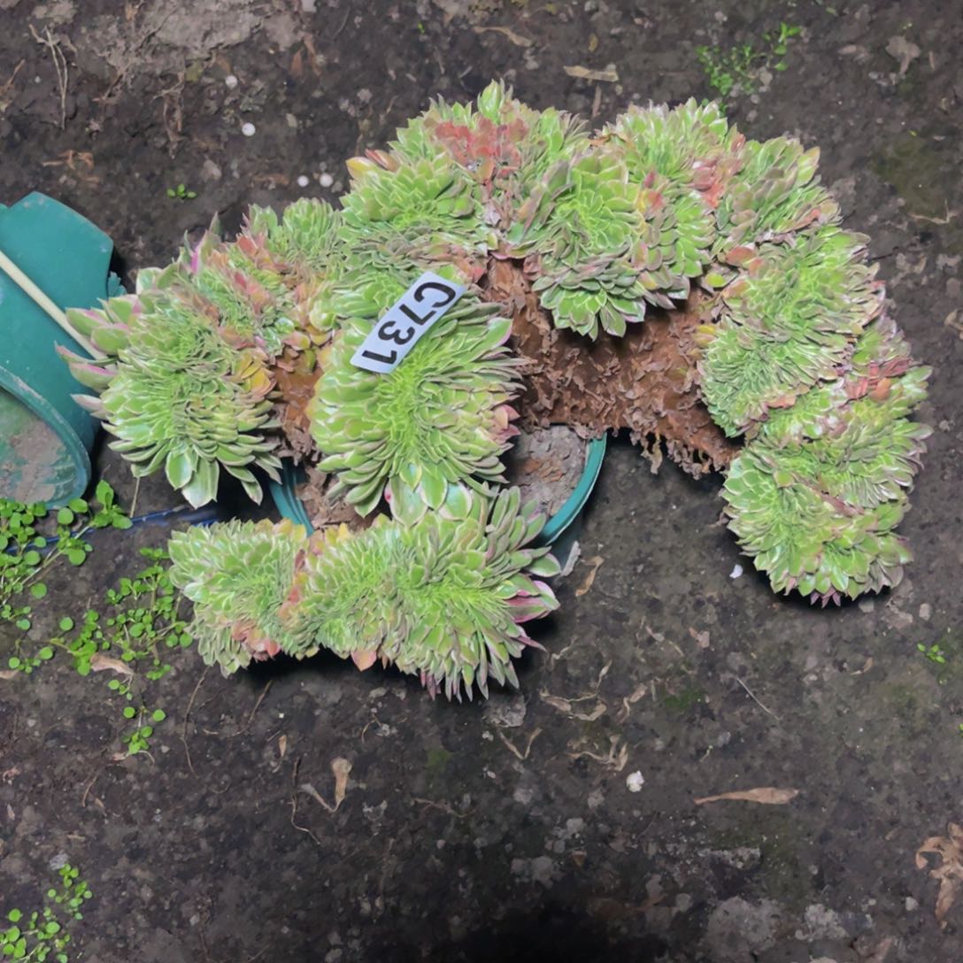 海王法师16////9包邮