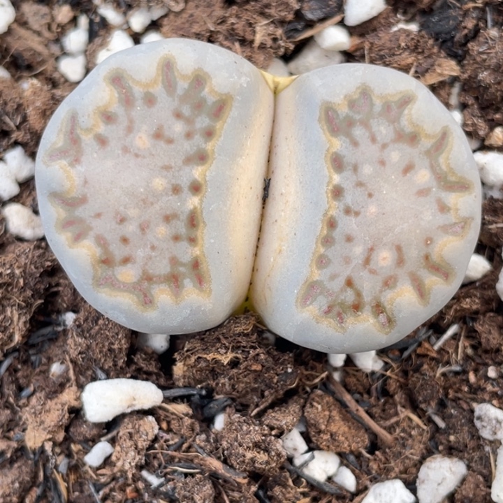 非偏远满20包邮694