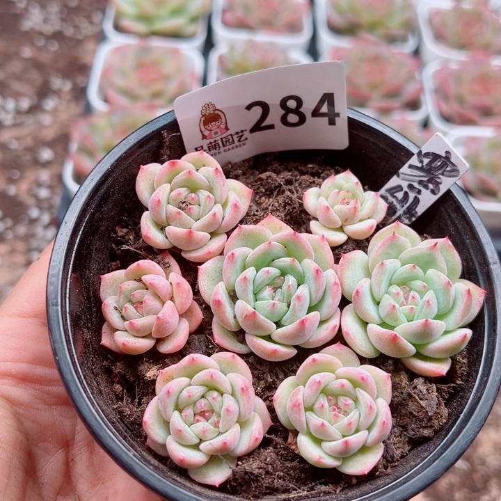 多肉植物多肉植物