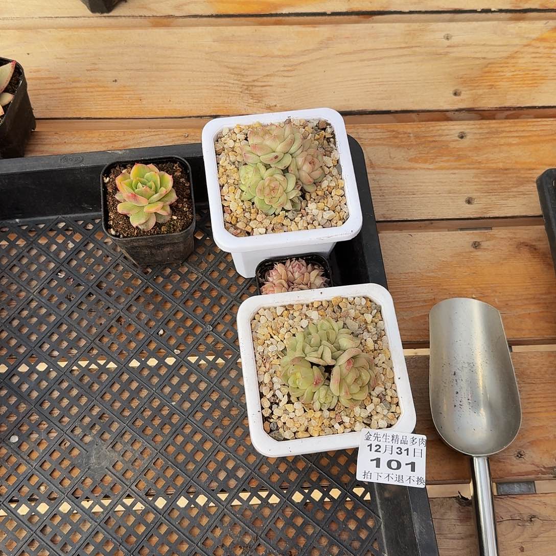 桫***椤1231-101桫椤组合