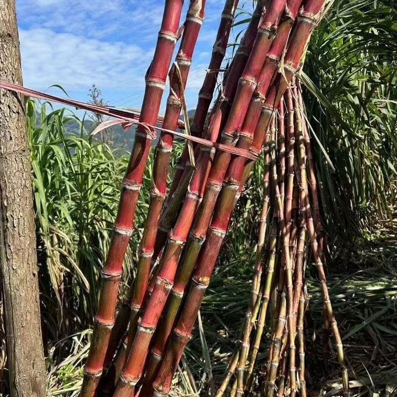 【精品中段加大加粗】无裂痕云南老品种脆皮甘蔗脆甜皮薄多汁农家种
