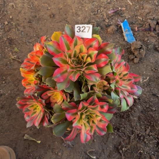 香妃1号棚327多肉植物