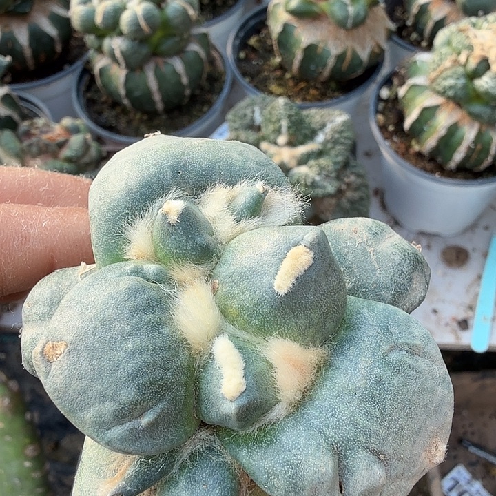 无花朵358白肌变尤青瓷牡丹