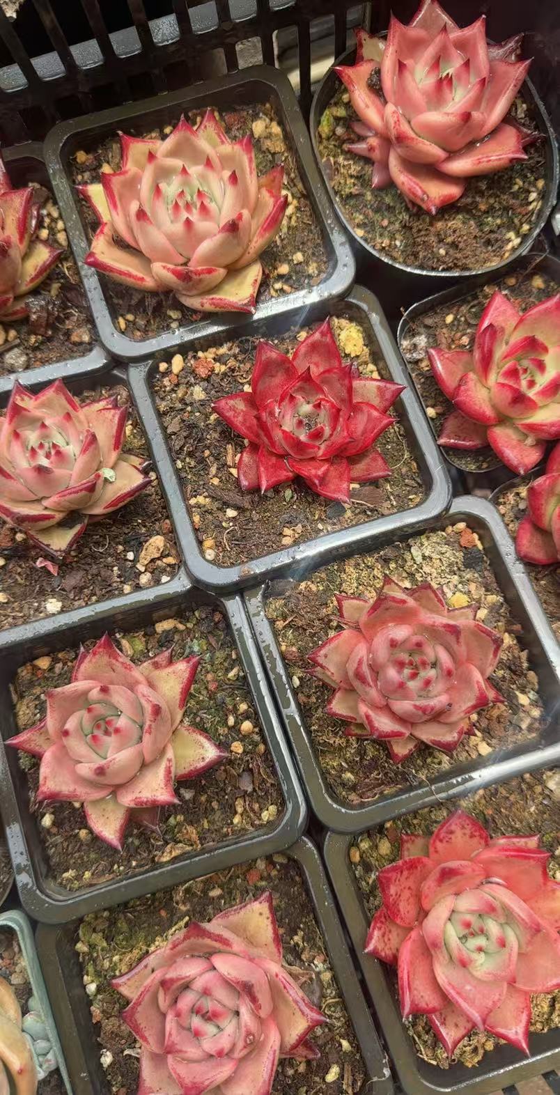 多肉植物单头小血罗.罗宾（多样性发货好养.盆栽花卉绿植.园艺）