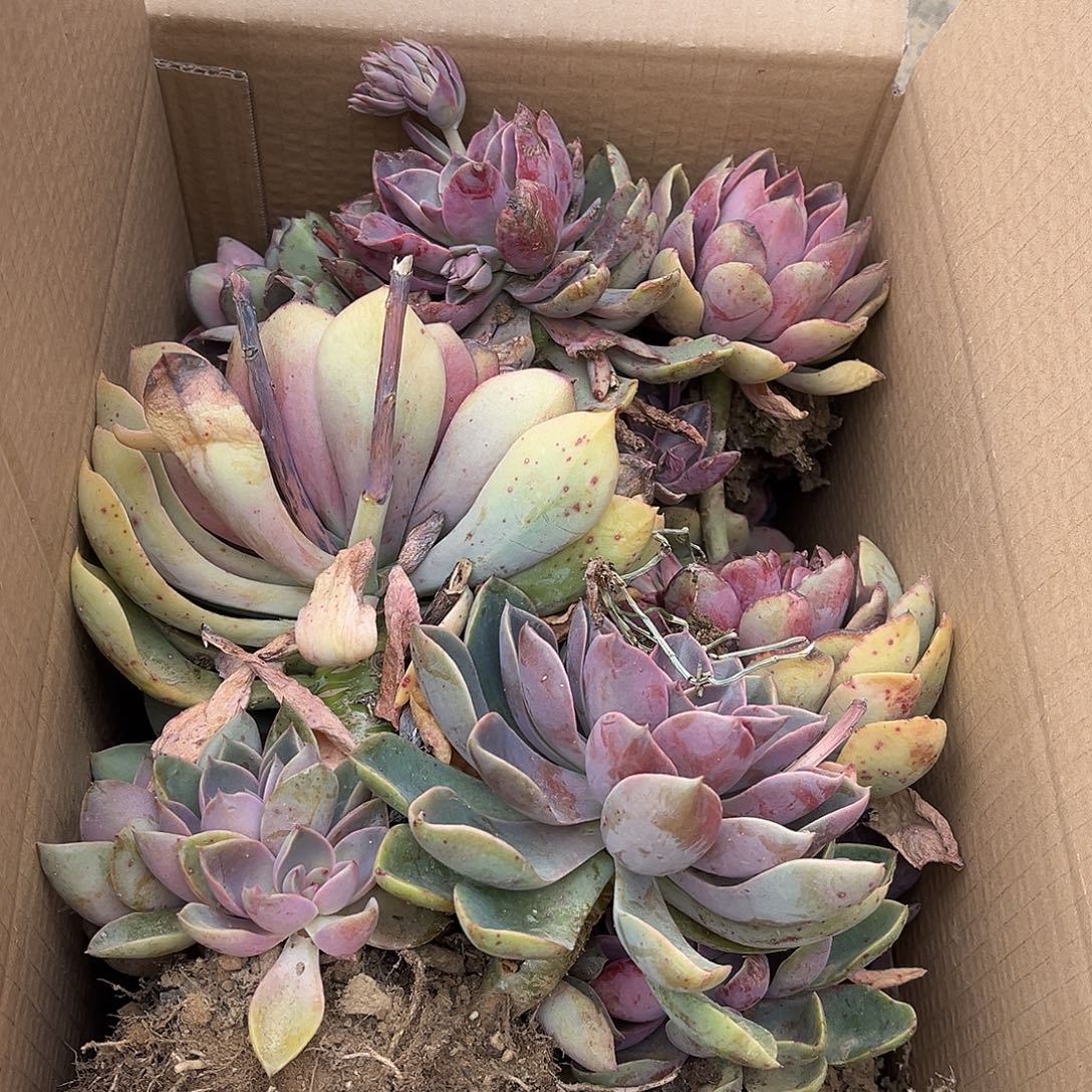 一***尘11紫气东来有瑕疵不售后