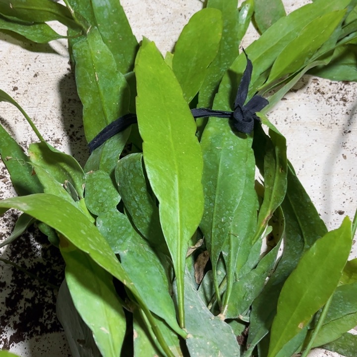 当前无花栽培后可以开花141