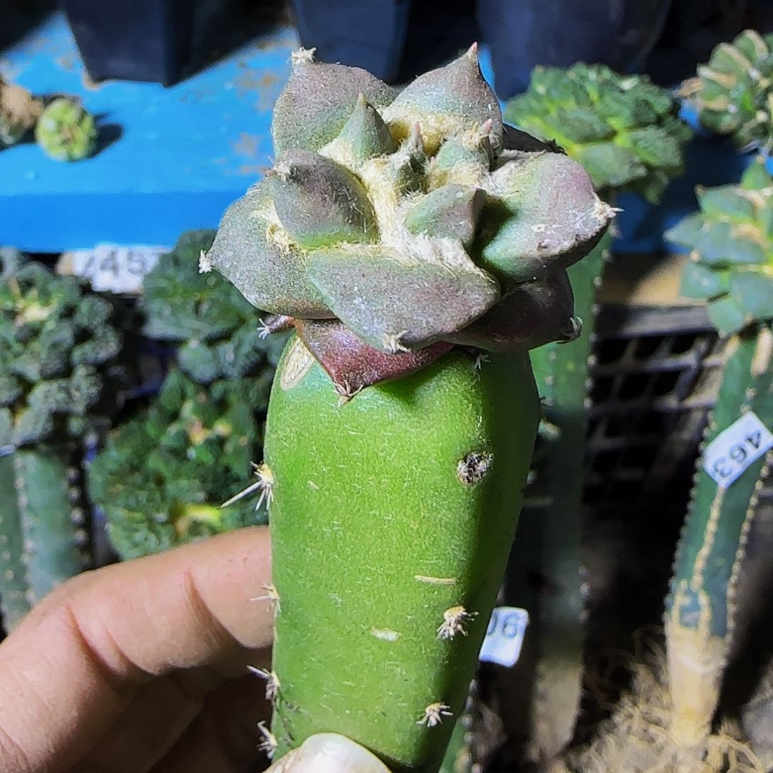 龙牙446仙人球开花