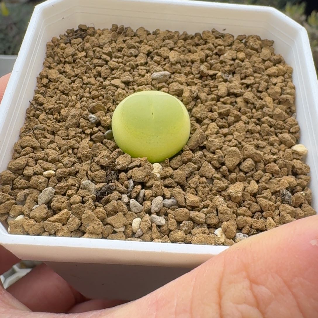 拉登1.7cm多肉。