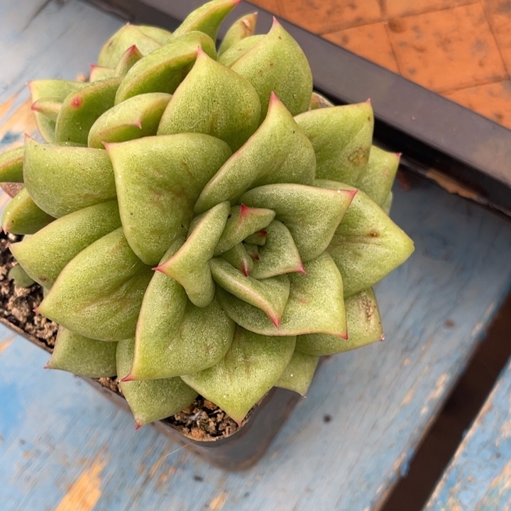 秋可园艺 外翻叶拉丝蔷薇