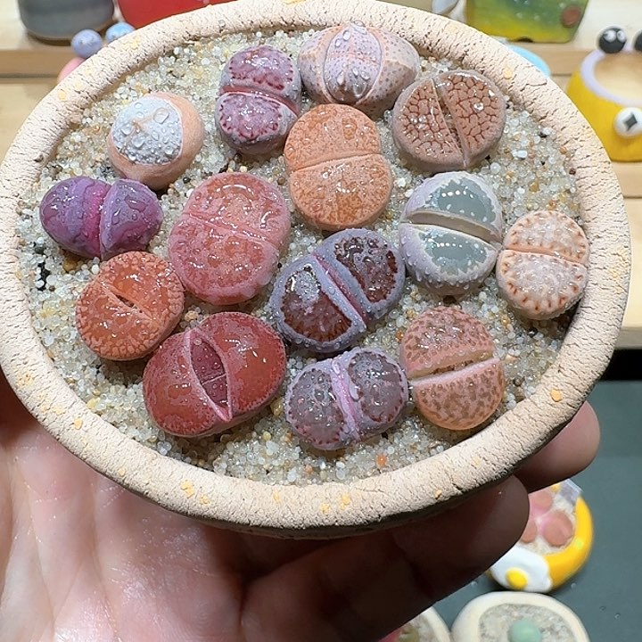 红陶蘑菇644紫彩拼