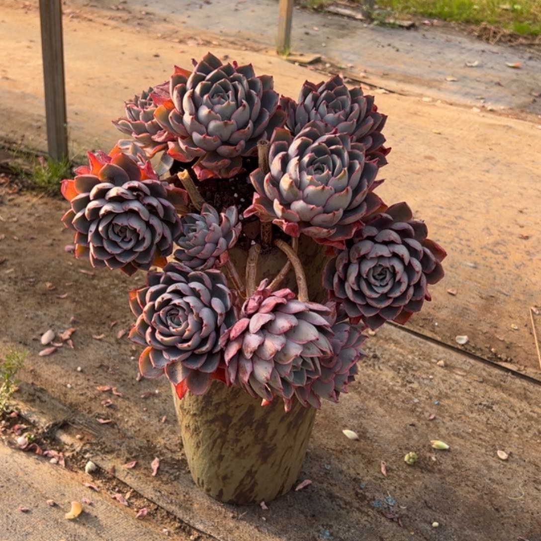 精品赫拉妖桩有砍 裸根