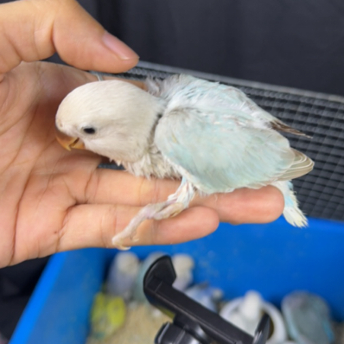 松熏手养 送奶粉勺子