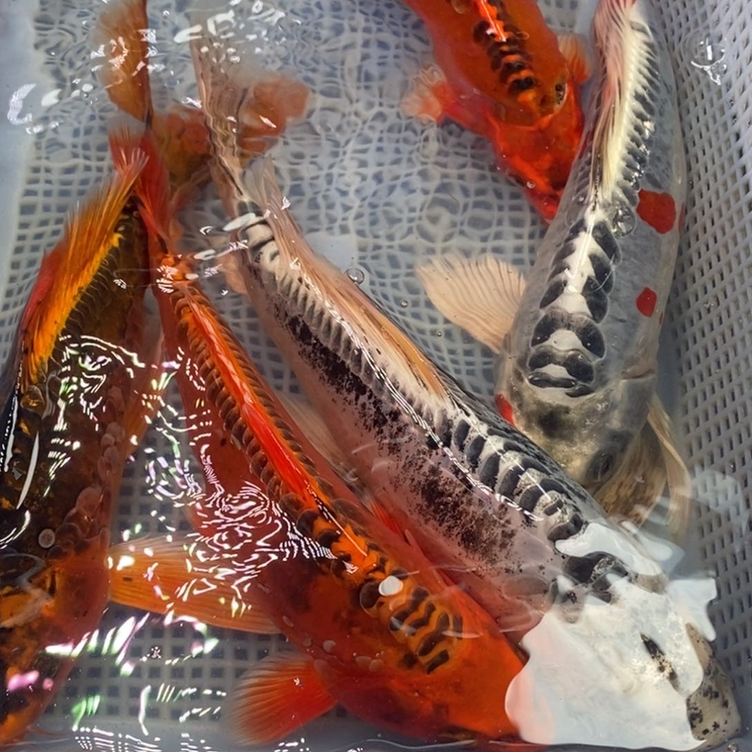 锦鲤冷水锦鲤包邮