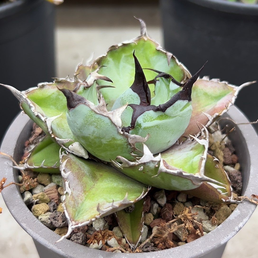 蓝鲸一物一拍偏远不包邮不退不换