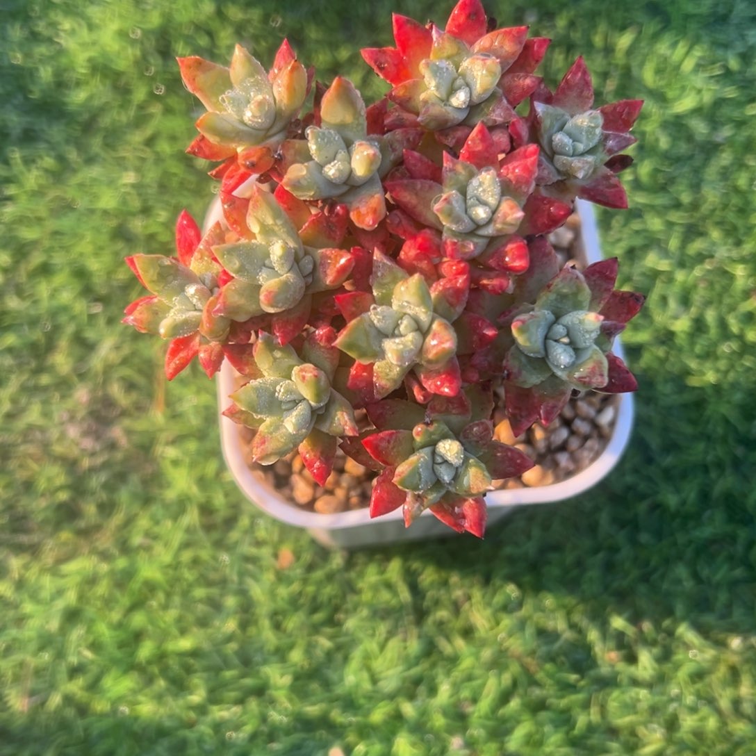 诺玛苹果叶～一物一拍2372