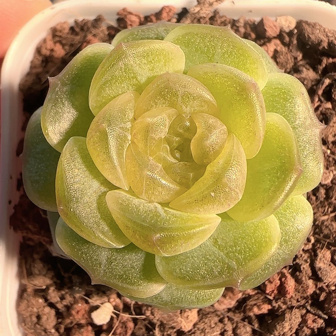 多肉1202-32无尽灯
