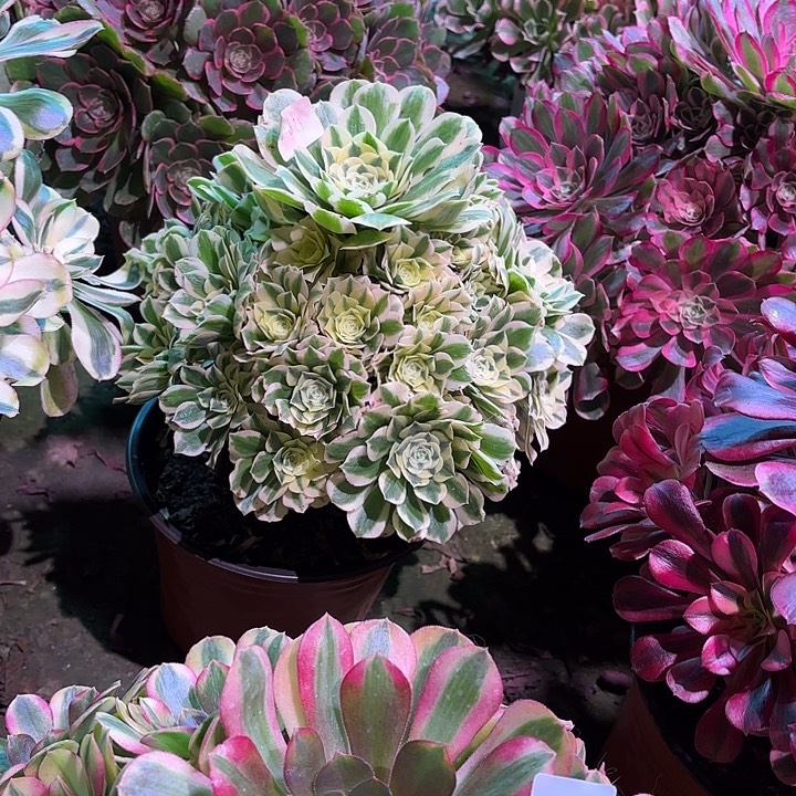 多肉植物迈巴赫00811