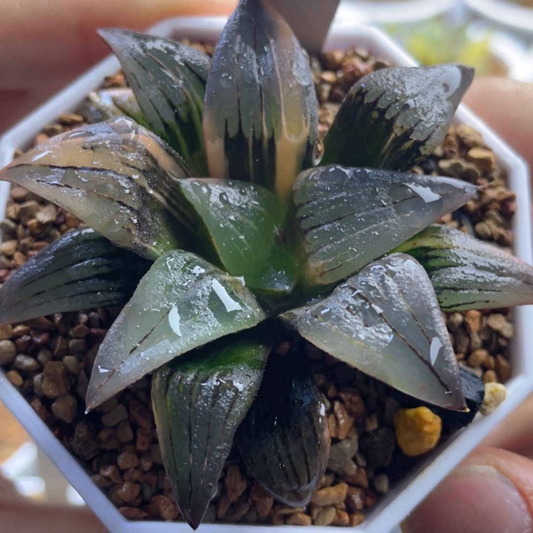 12.十二卷多肉红纹寿锦。     