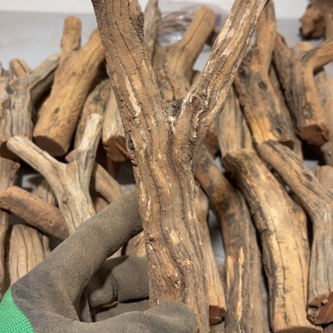 大果紫檀（缅甸花梨）?****新