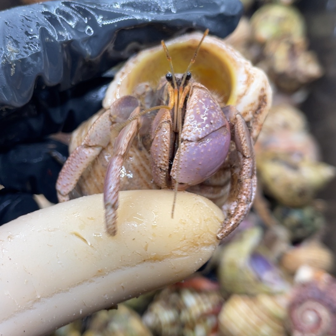 活体宠物不退不换26