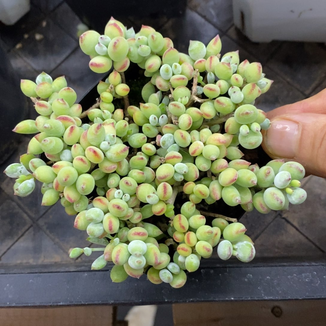 精品多肉一物一拍不包整20