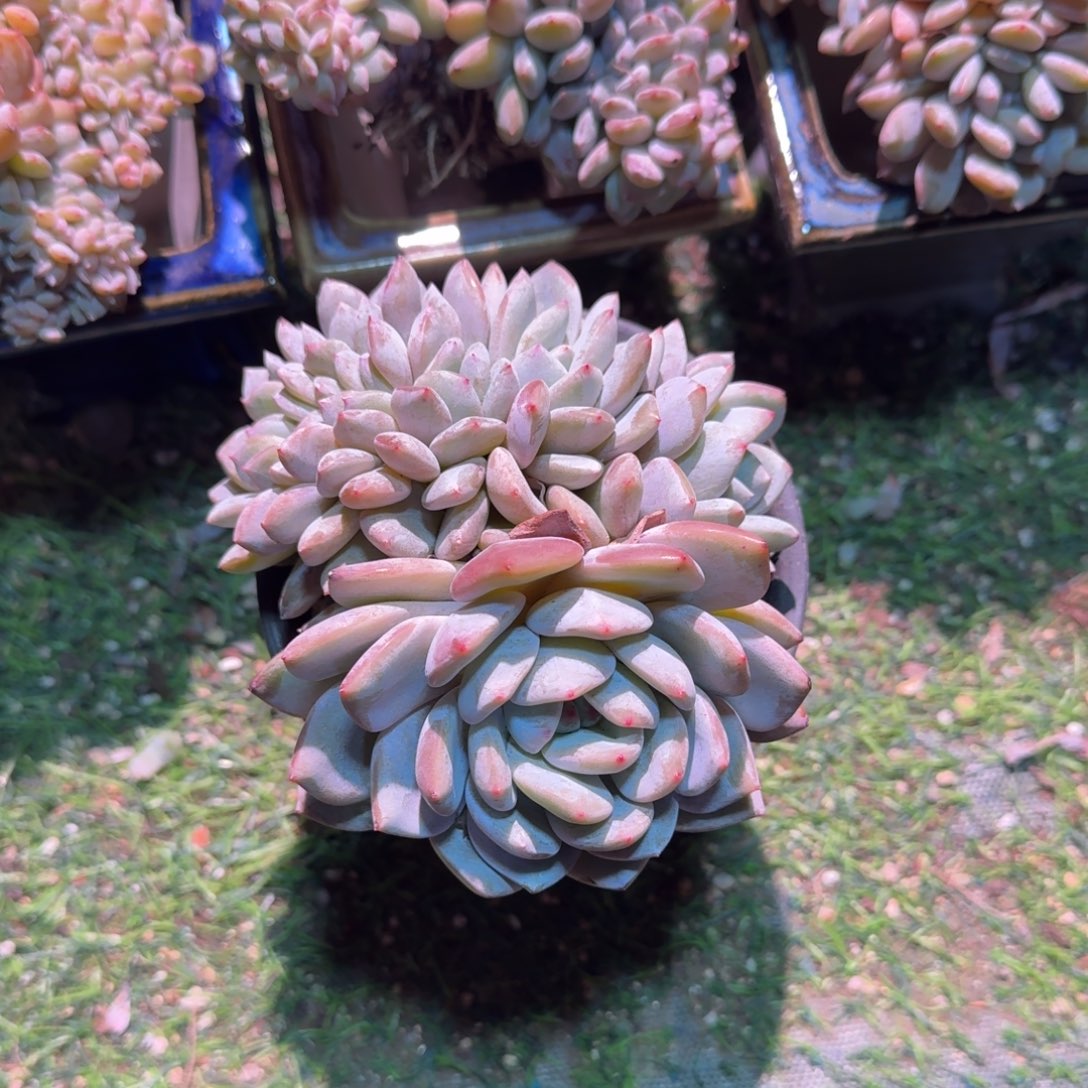 星影胸花缀呀呀呀