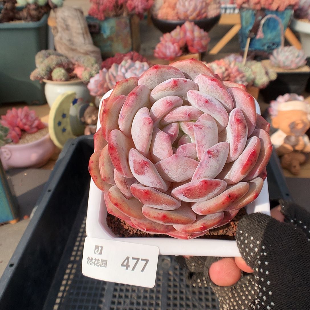 477蒙克多肉植物666