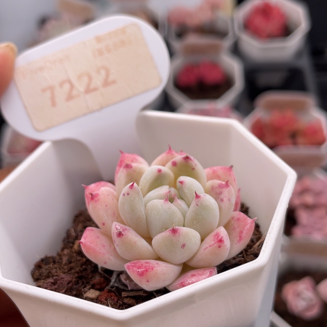 如梦令7222-4 .0厘米