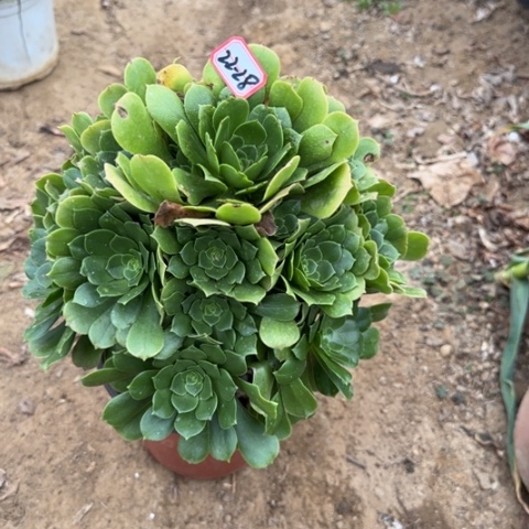 22-28绿羊绒多肉植物