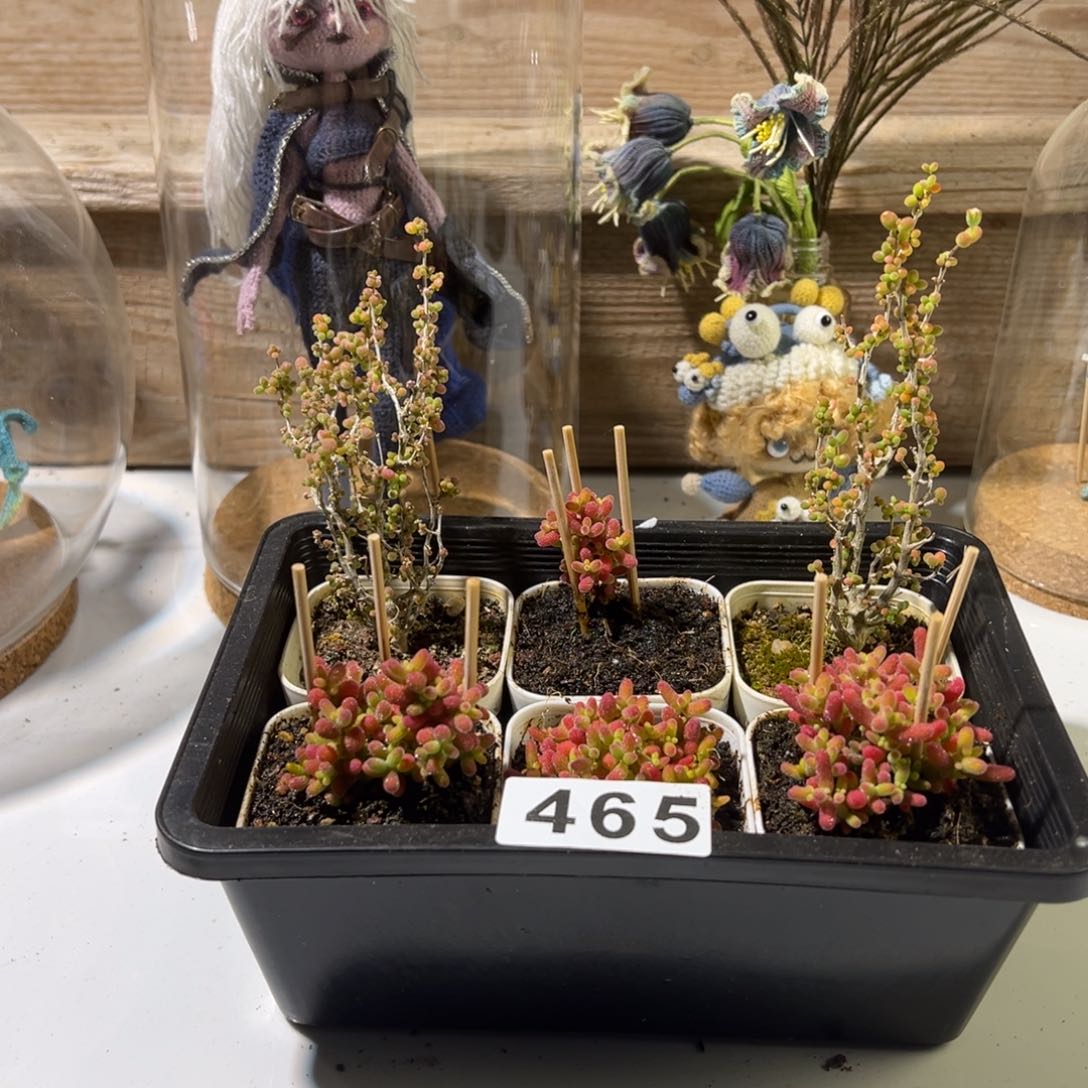 枝干番杏多肉植物465