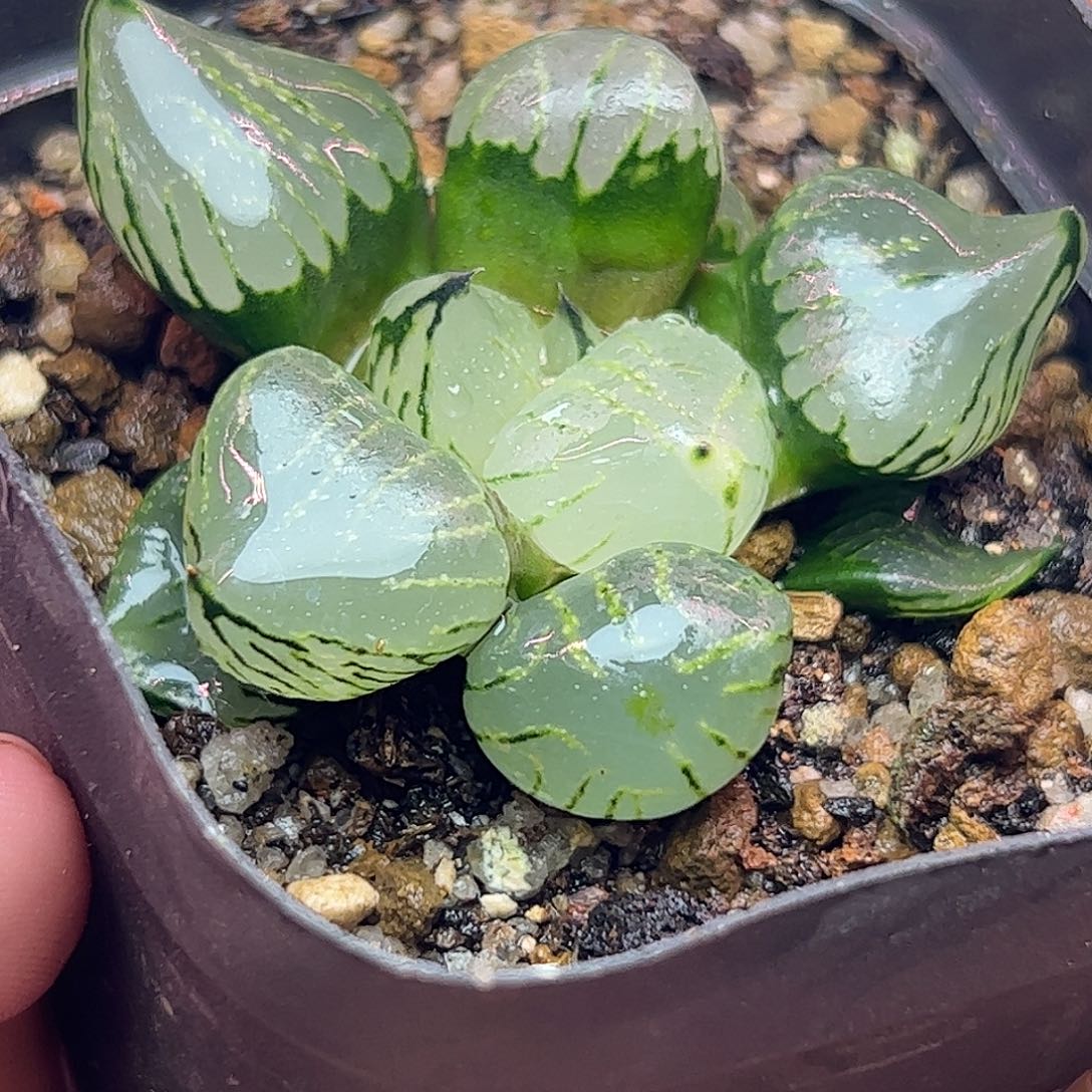 魔晶球十二卷多肉植物园了