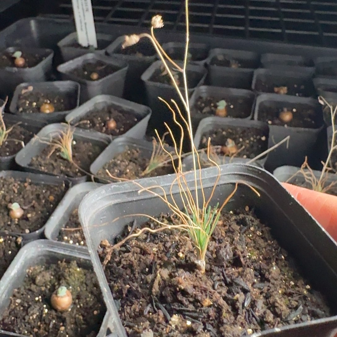 不知名球根一个带盆