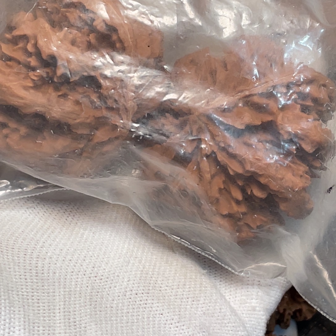 汝***制桃核吊坠54 秦岭灯笼野生小众