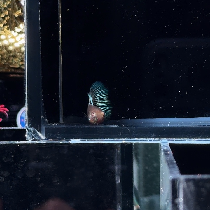 孔雀鱼白蛇亚成一对