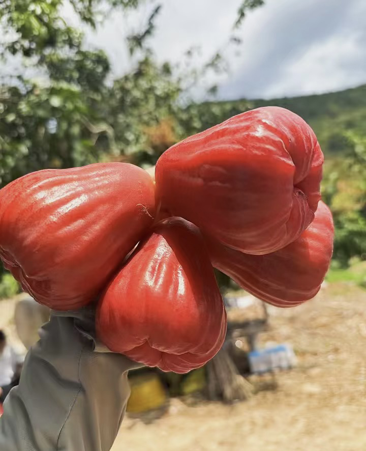 黑糖芭比LW嫁接苗 带土带叶