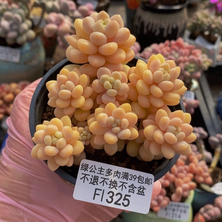 洛可可运输会掉叶7cm325多肉