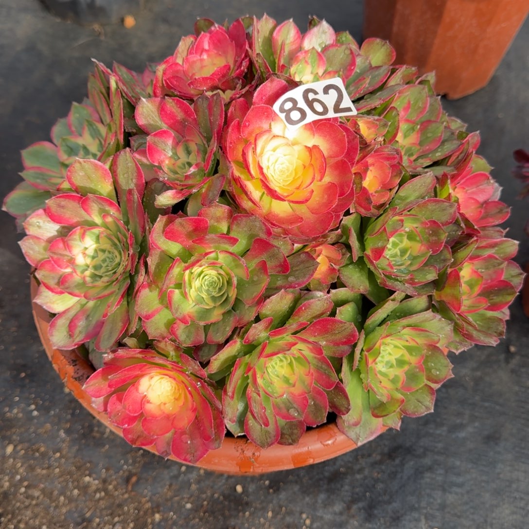 862多肉植物海仙多肉