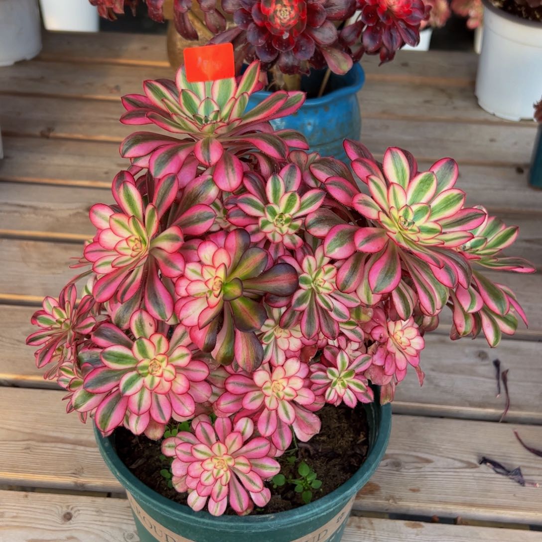 1510炖肉植物发货香花脸