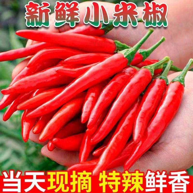 顺丰广西现摘小米椒2斤3斤5斤应季蔬菜
