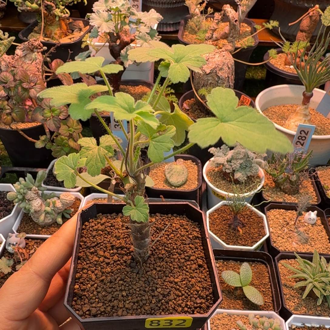 武裂叶洋葵832 仙人掌