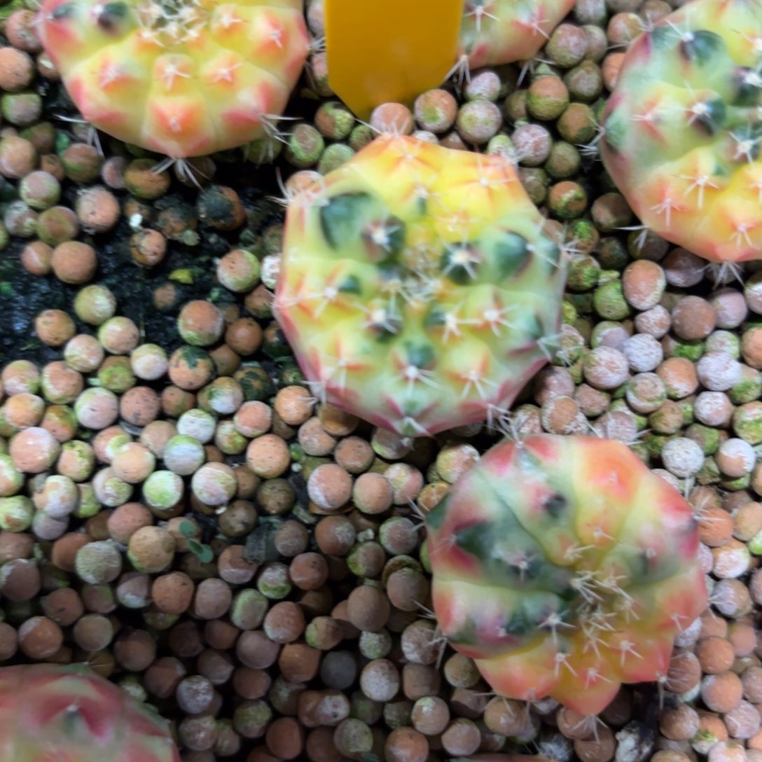 L711-1218泰国发货