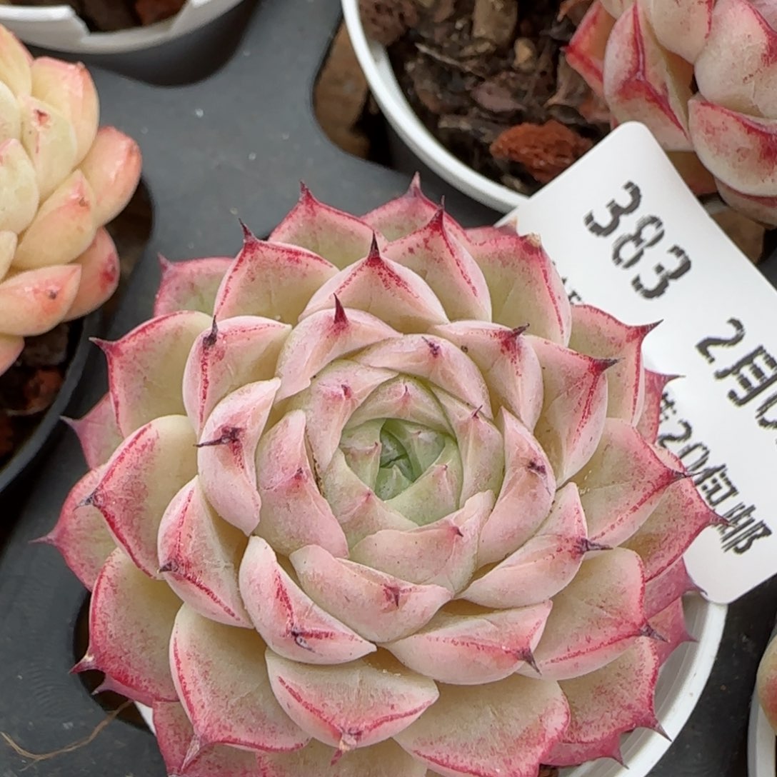 花语逸镜0203-383