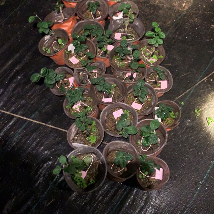 完全开放心嫁接苗25.8