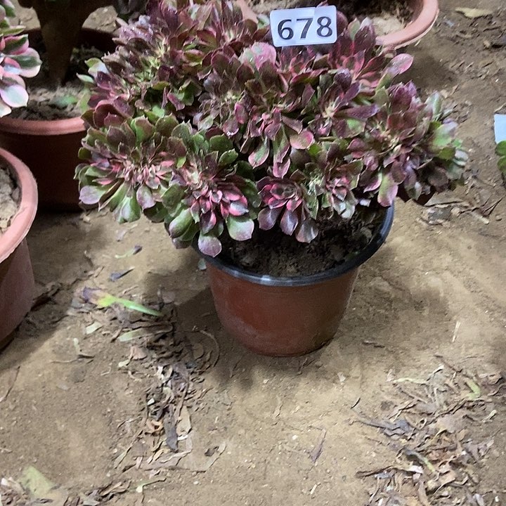 678香妃缀化老板子法师