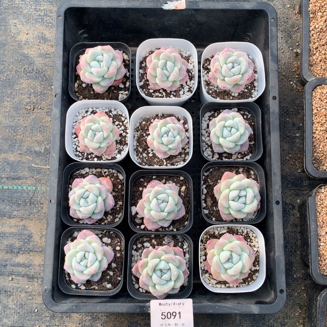 特5091冰玉单头3到4厘米12颗一组脱土发